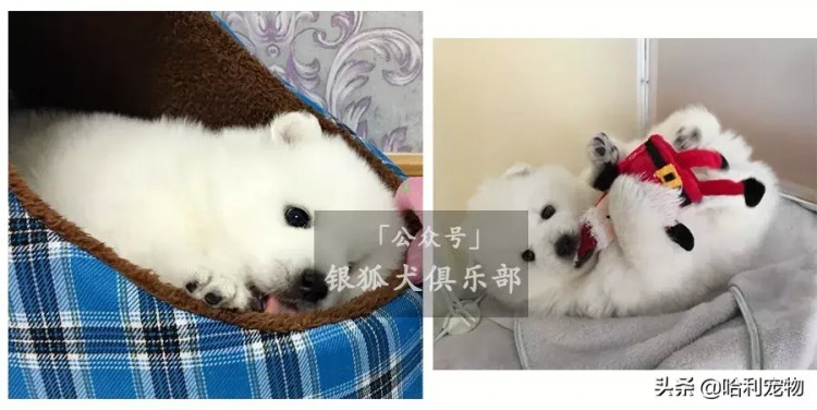 银狐犬的颜值进化史多图慎入～