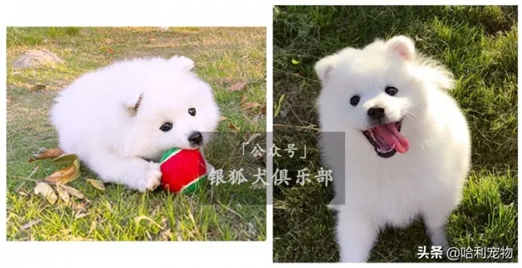 银狐犬的颜值进化史多图慎入～