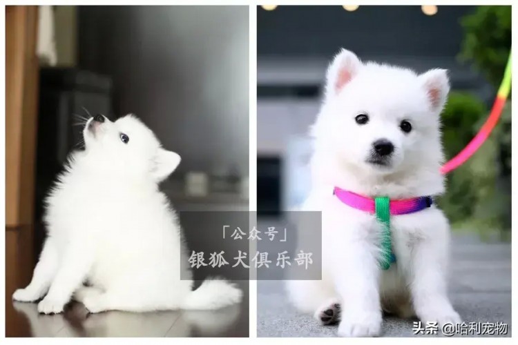 银狐犬的颜值进化史多图慎入～