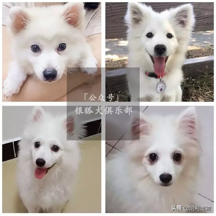 银狐犬的颜值进化史多图慎入～