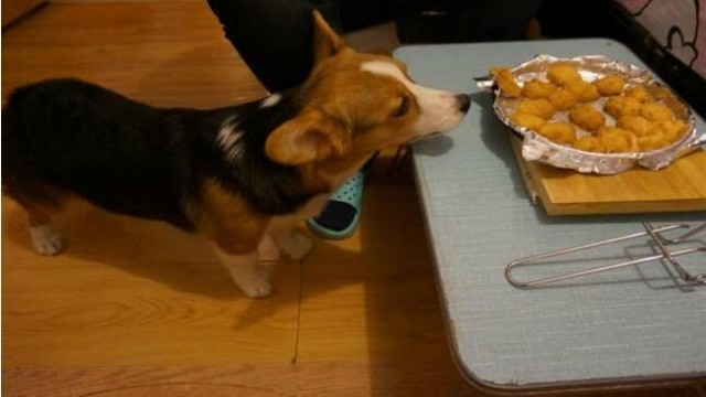 除了狗粮柯基犬还能吃的7种食物你喂过几种