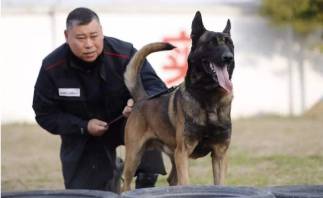 没错！这就是马犬，一只优秀的犬种