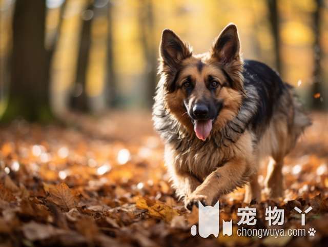 再温顺的比熊犬也会憎恨主人，下面6种行为，你家狗子占几种？