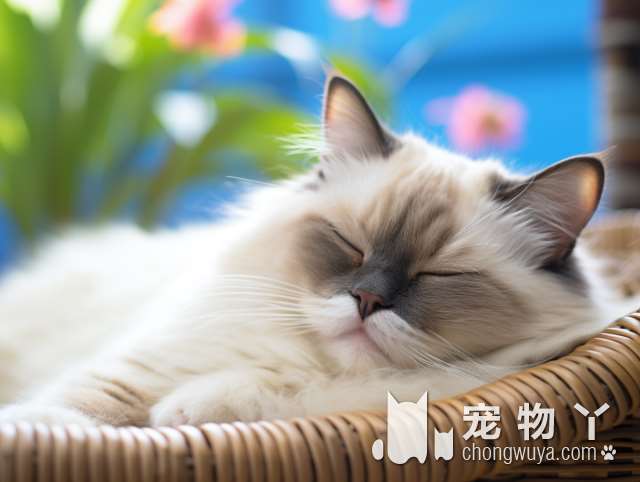 徐州大毛猫咖：这里的猫猫是怎样的?